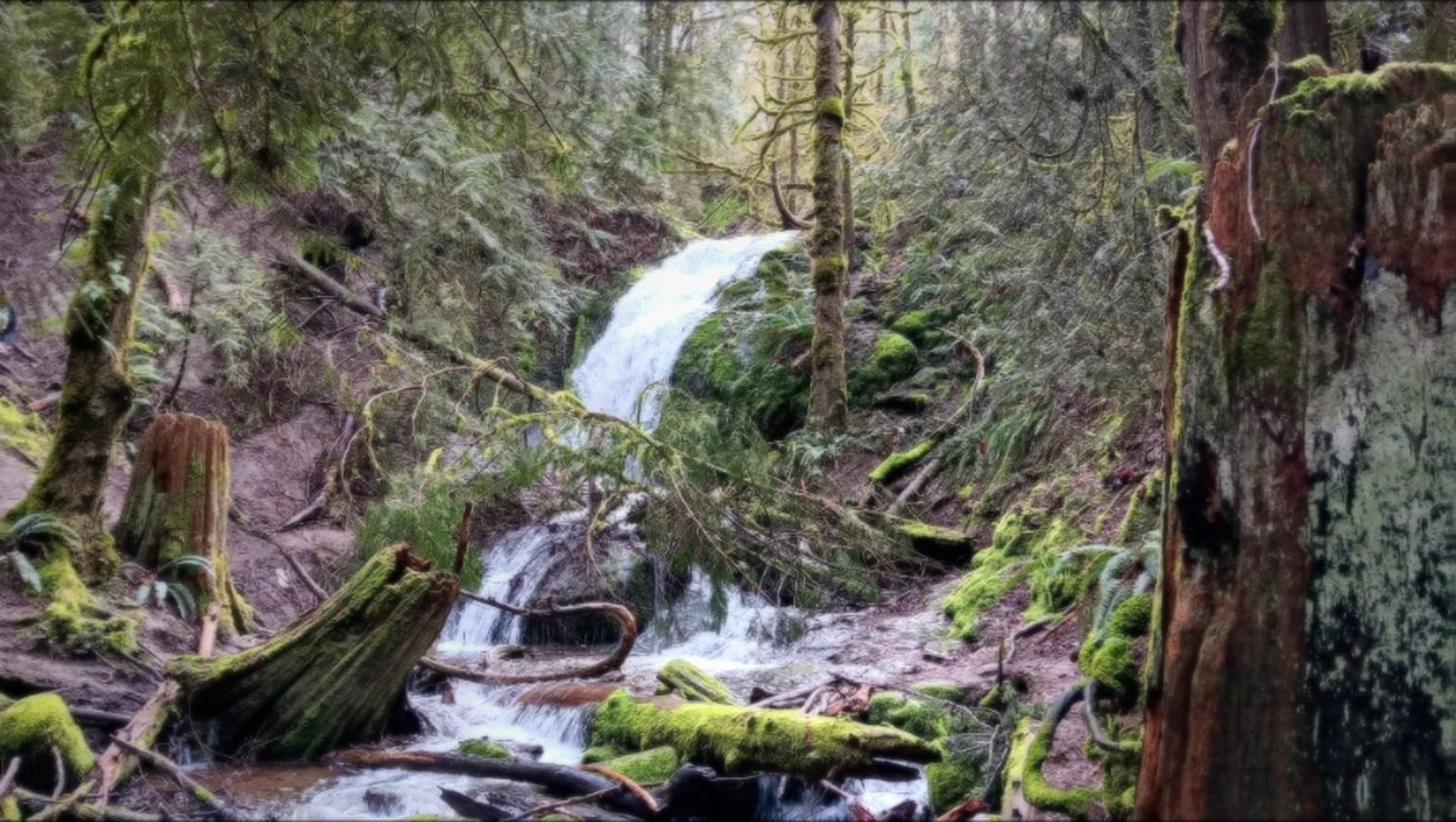 A forest waterfall tumbling over mossy logs and roots in a Washington rainforest